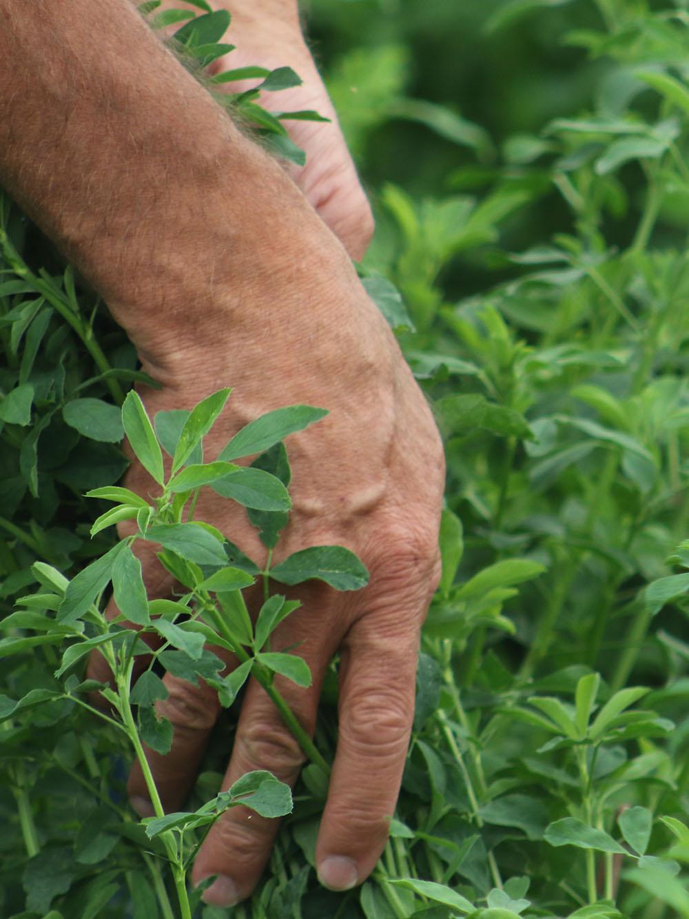 ForageMax Alfalfa